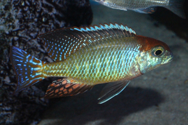 Lethrinops sp. 'red cap' Itungi